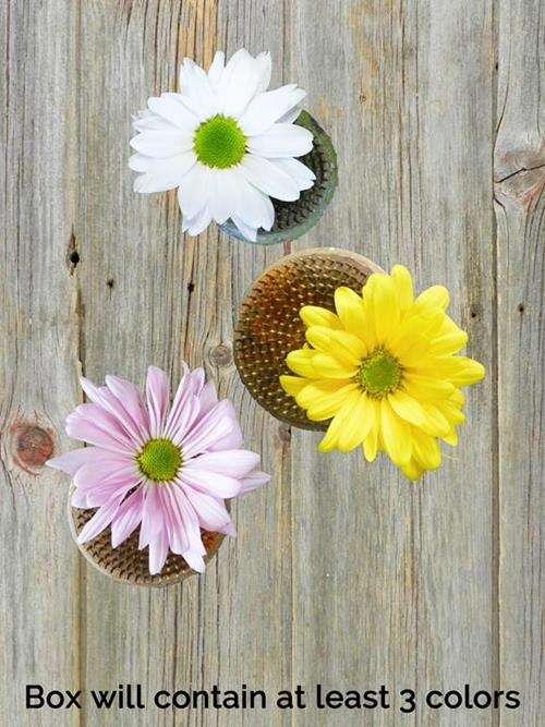 DAISY  ASSORTED POMPONS